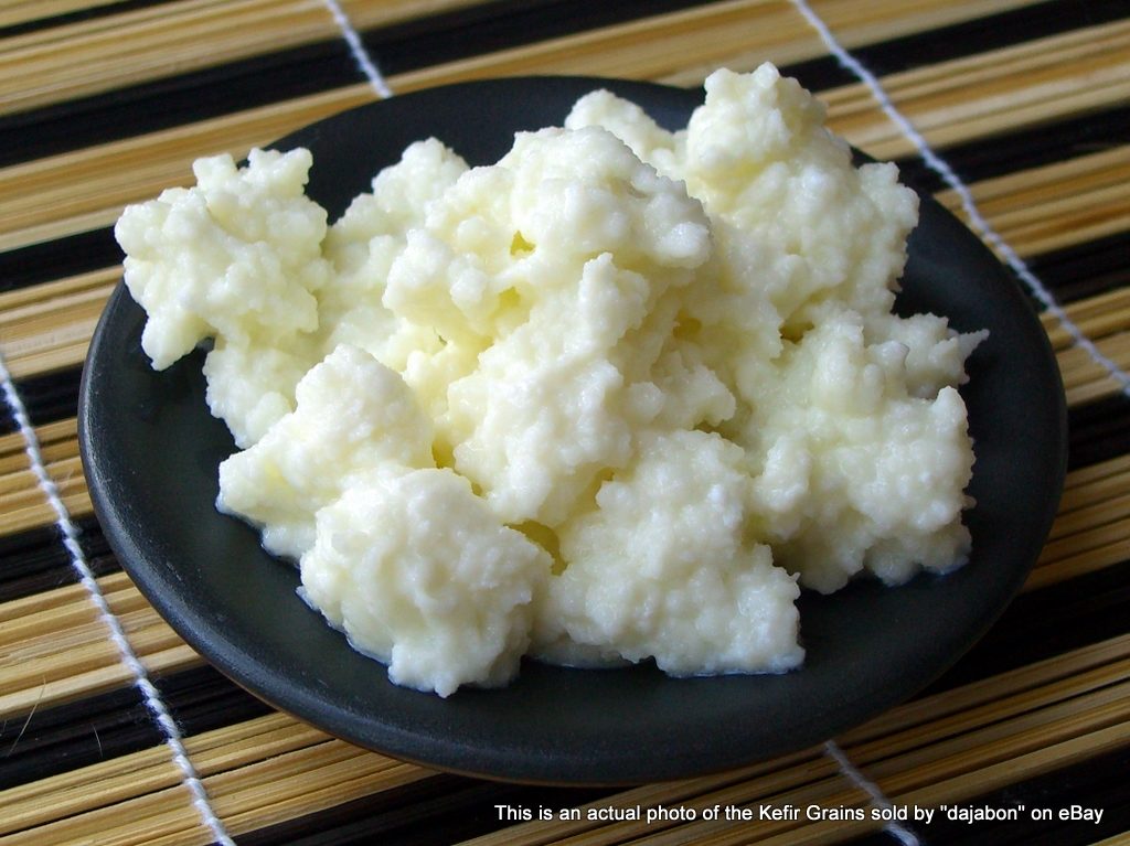 Kefir Grains